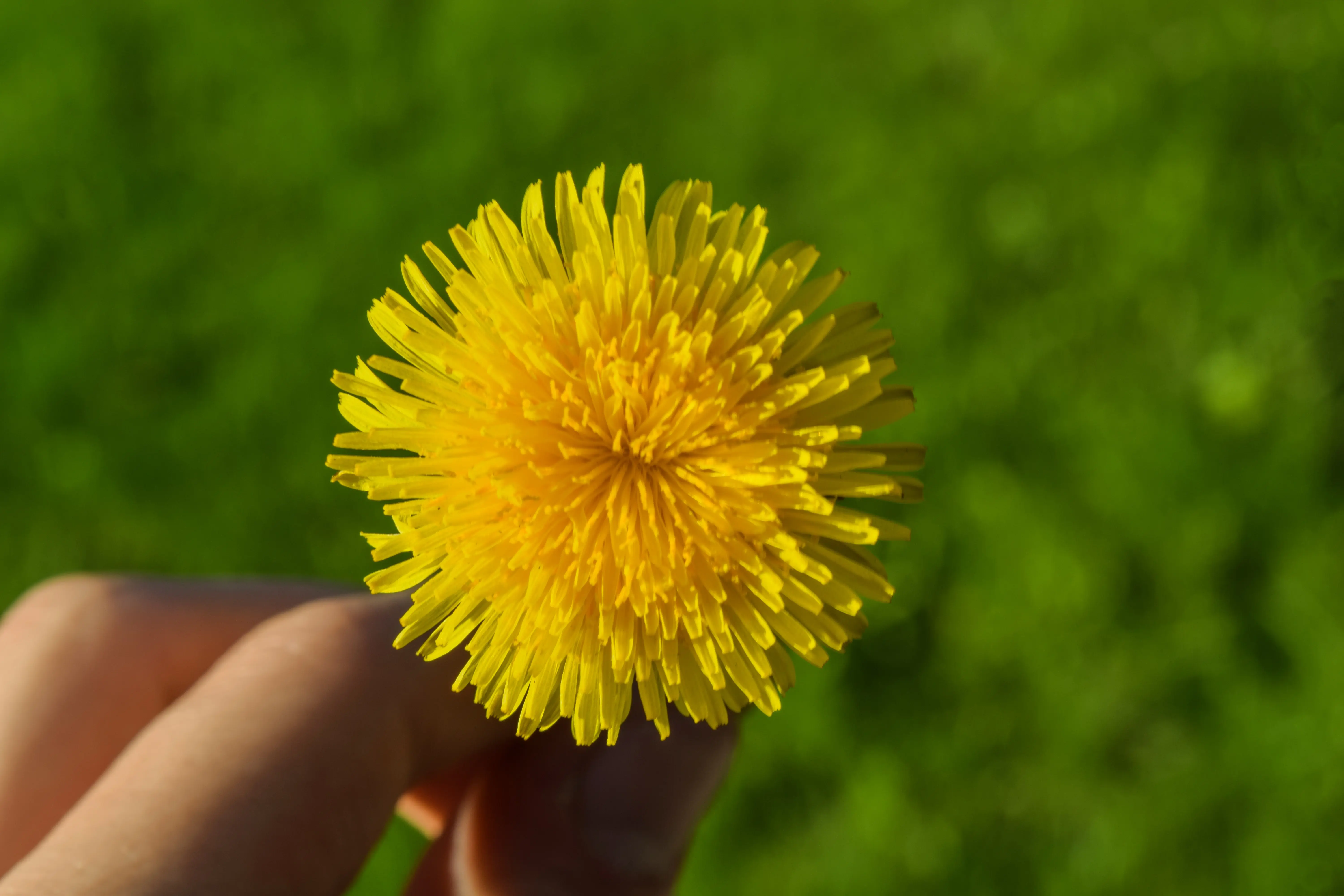 Ein Kind das in einem Feld aus Löwenzahn liegt